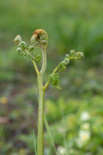 fiddlehead
