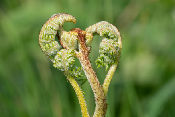 fiddlehead