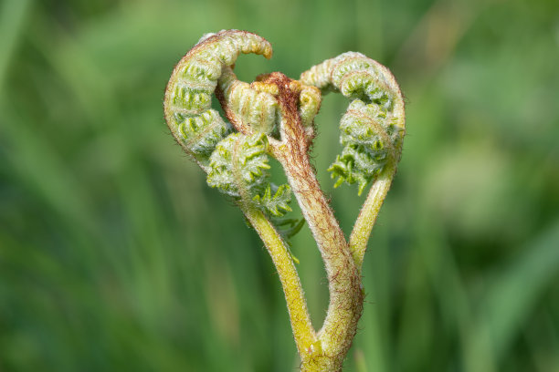 fiddlehead