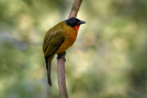 laughingthrush