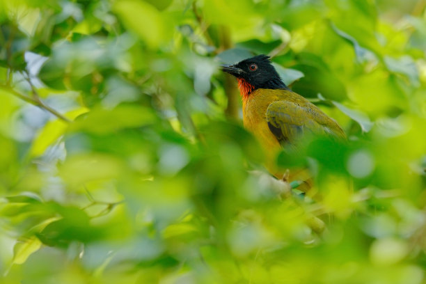 laughingthrush