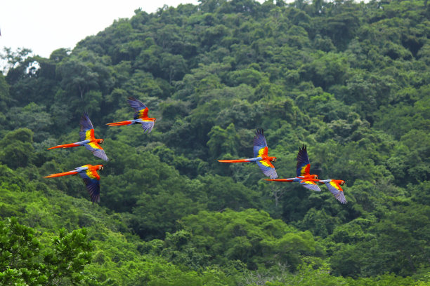 macaws