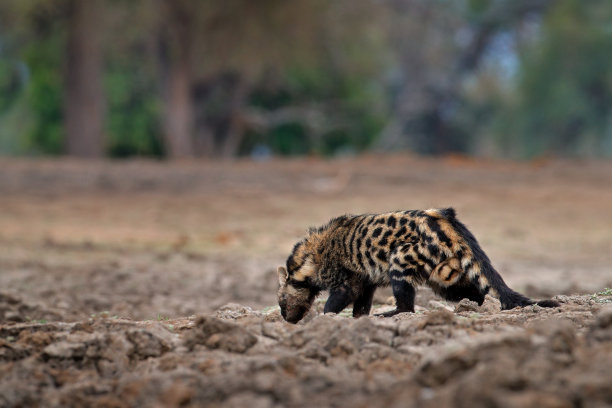 civet