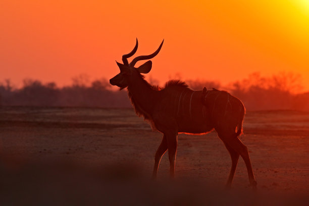 antelope