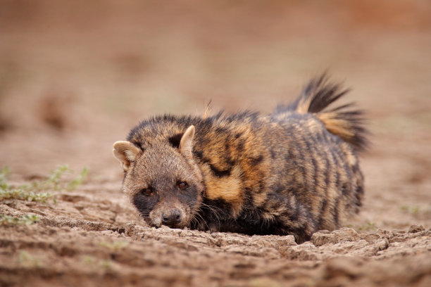 civet
