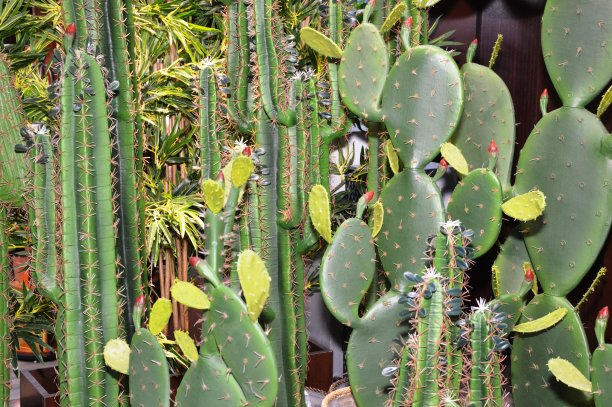 saguaro