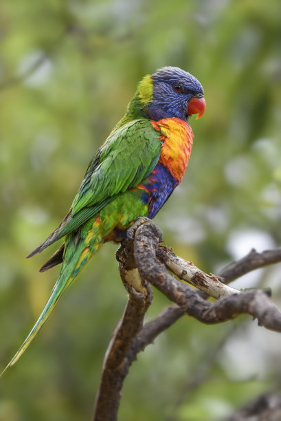 lorikeets