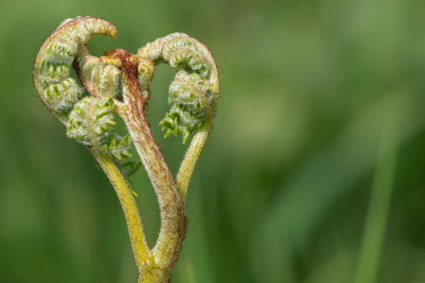 fiddlehead