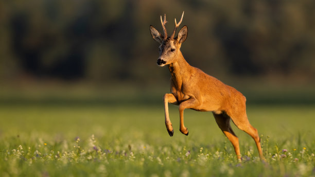 deer