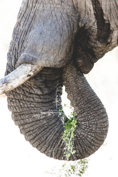 pachyderm