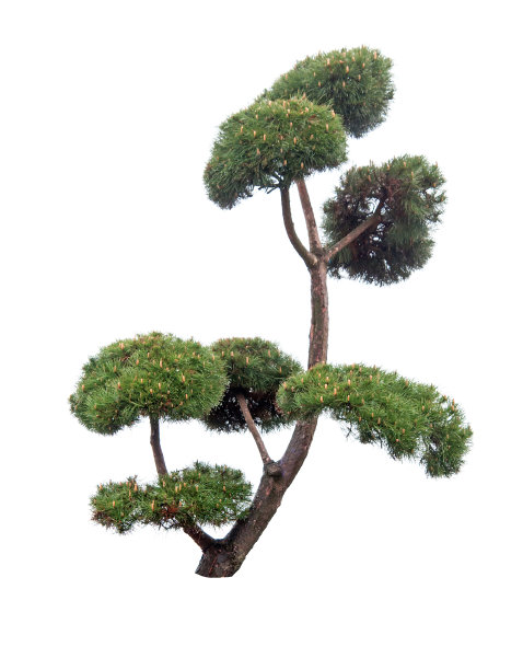 杉树,季节,枝