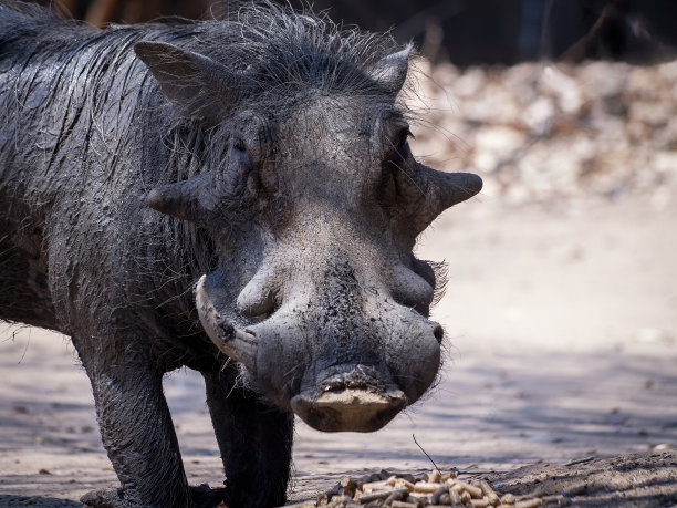 phacochoerus