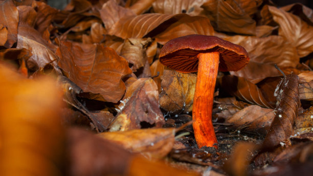 cortinarius