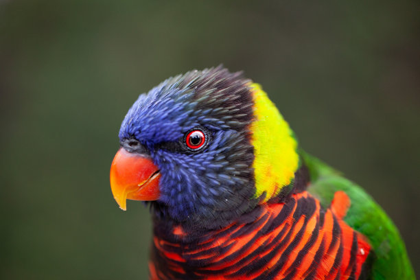 lorikeets