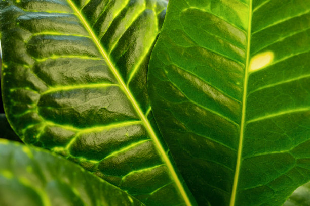 codiaeum