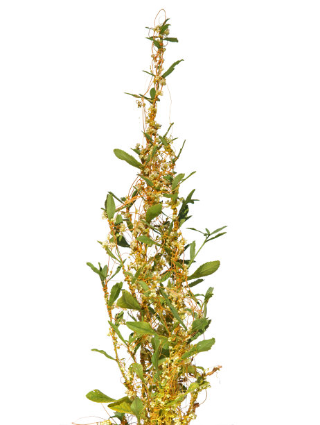 epilobium