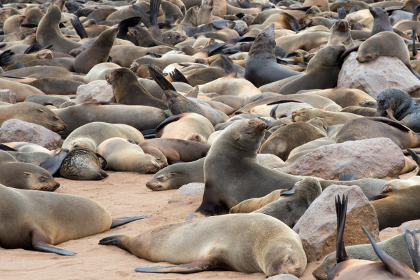 colony