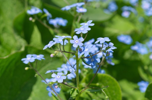 brunnera