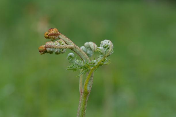 fiddlehead