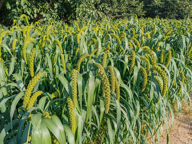 millet