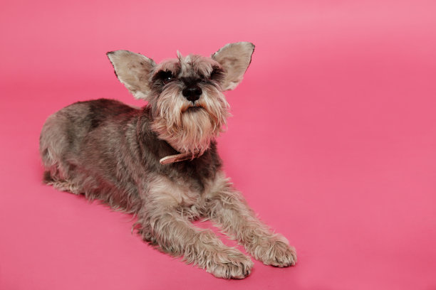 schnauzer