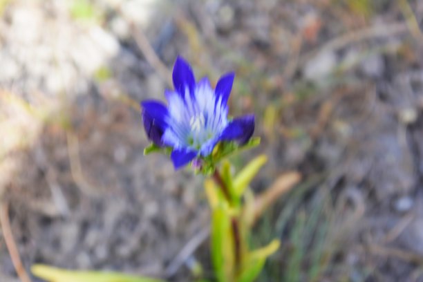 gentian
