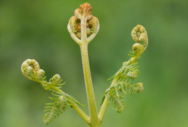 fiddlehead