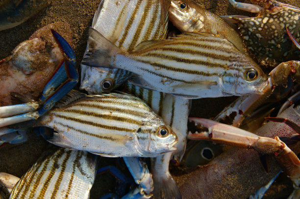 rockfish