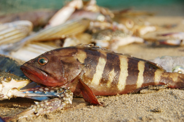 rockfish
