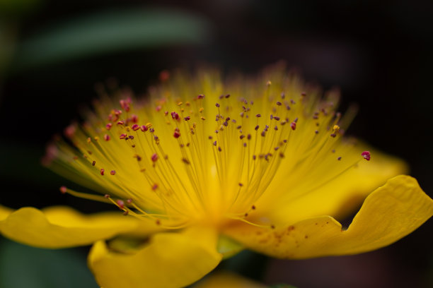 stamens
