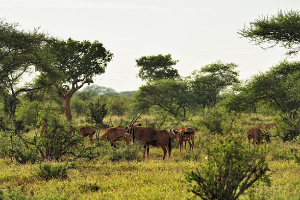 wildebeest