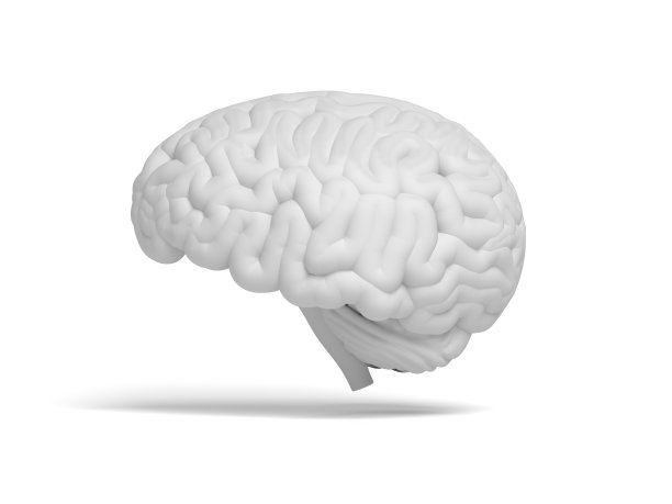 cerebrum