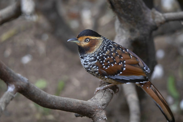 laughingthrush