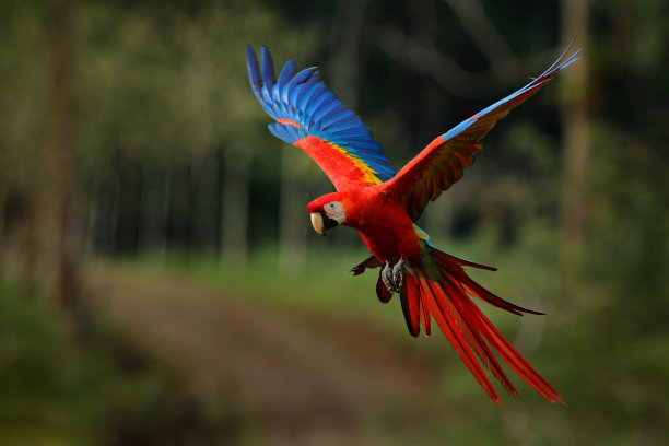 anodorhynchus