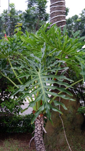 叶子,植物学,喜林芋属