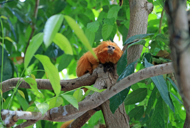 saguinus