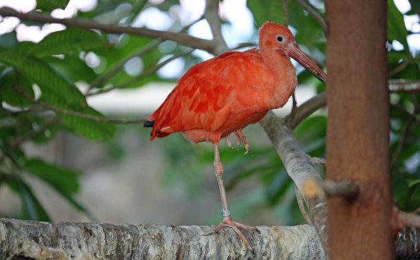 ibis