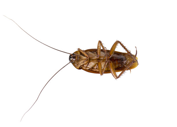 ddt