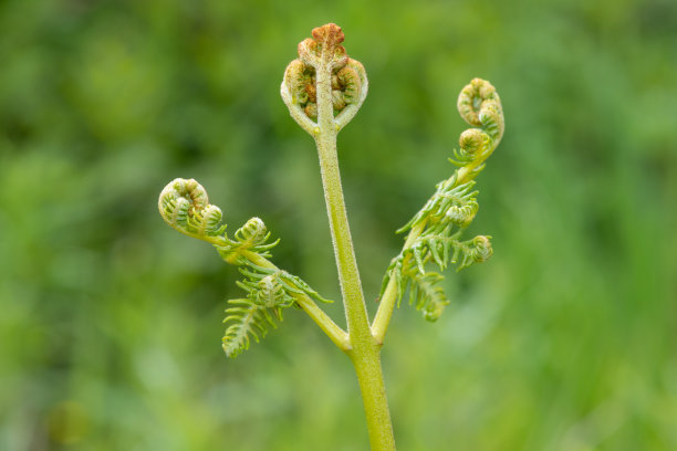 fiddlehead