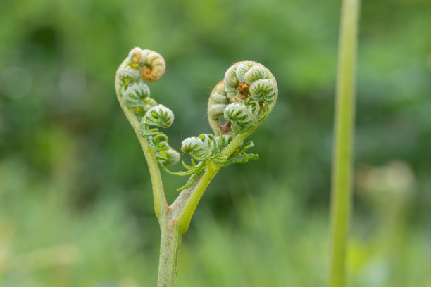 fiddlehead