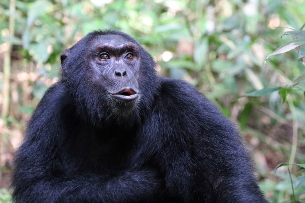ape