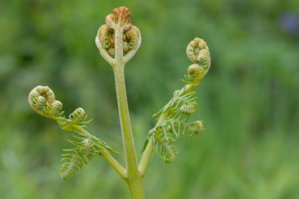 fiddlehead