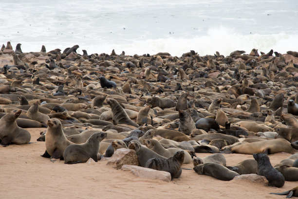 colony