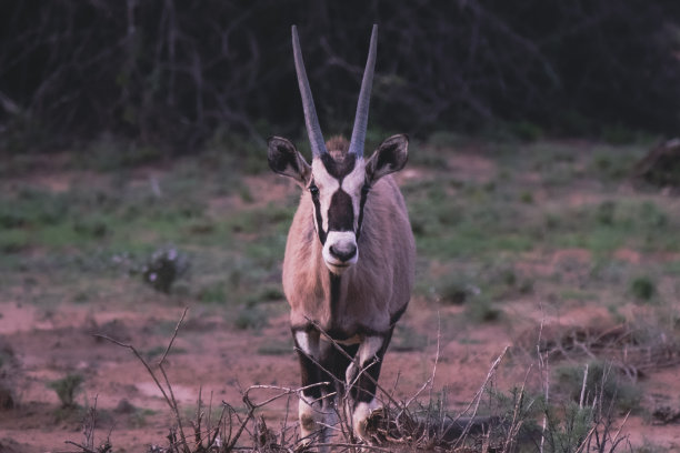 gemsbok
