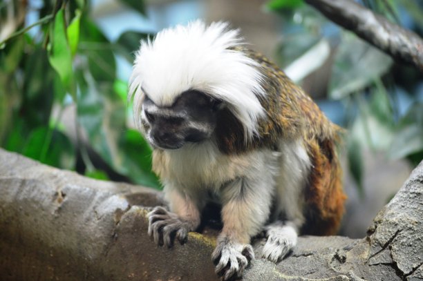 saguinus
