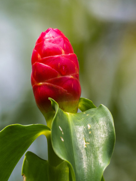 costus
