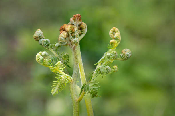 fiddlehead