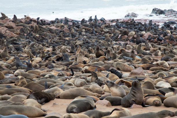 colony