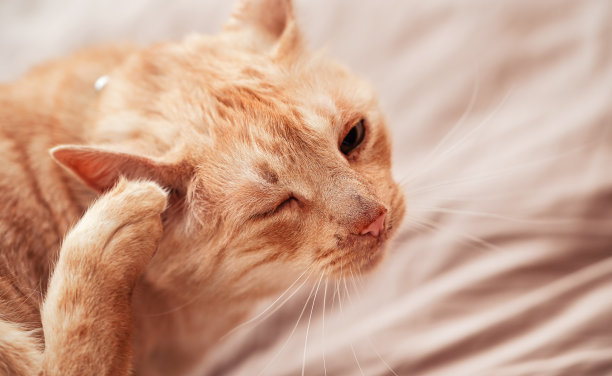 小猫,猫科动物,猫