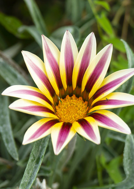 橙红色花朵条纹背景图案